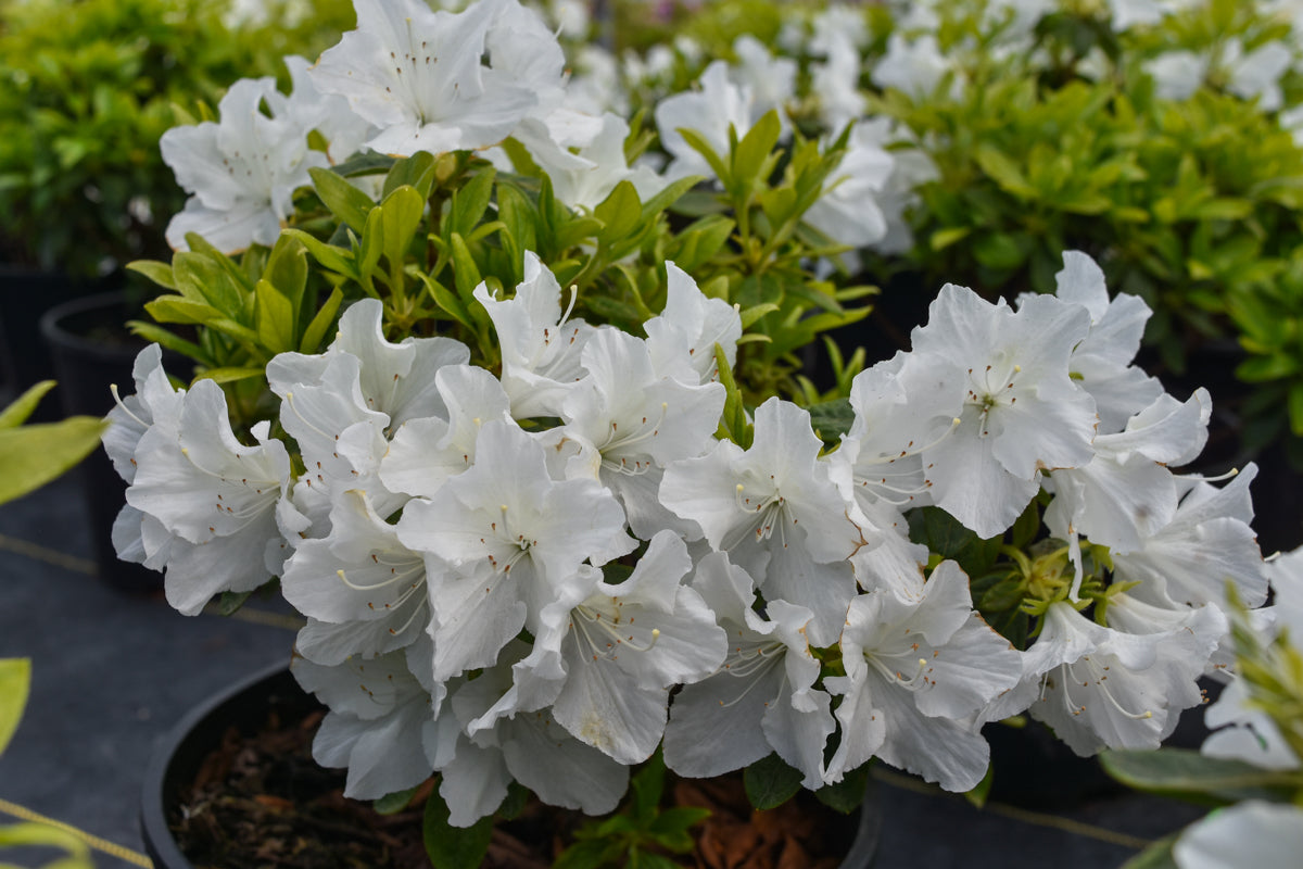 Hino White Azalea