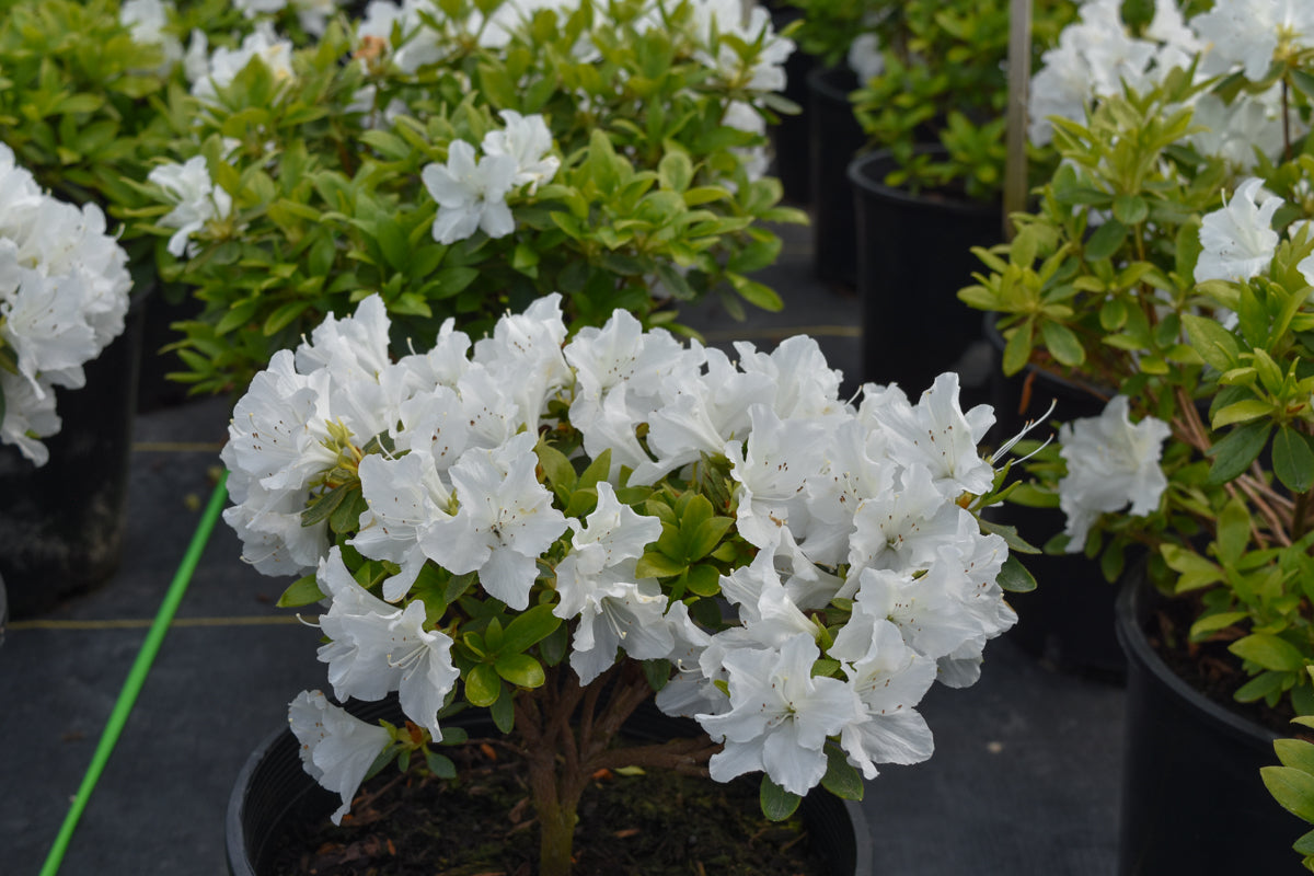 Hino White Azalea