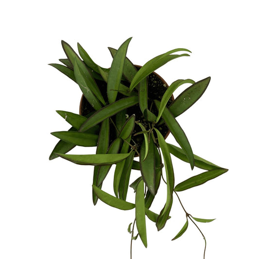 Hoya Wayetii Houseplant