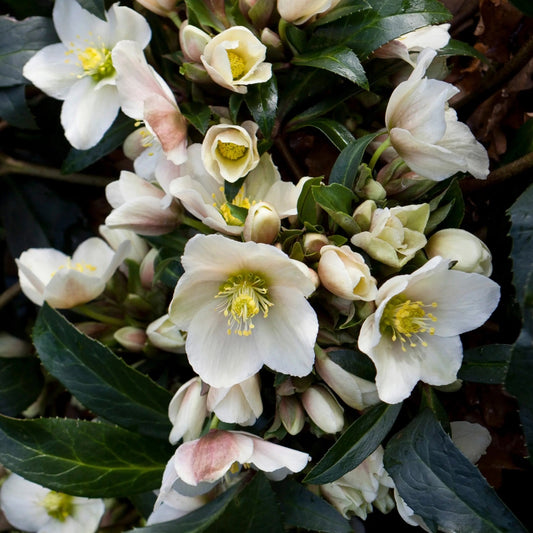 Hellebore 'Joker'