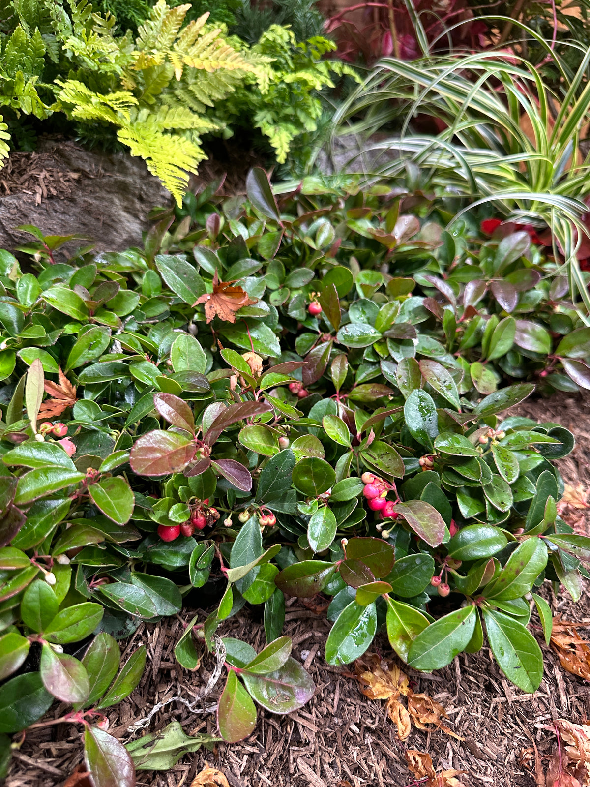Creeping Wintergreen Gaultheria procumbens