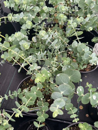 Eucalyptus ‘Baby Blue’