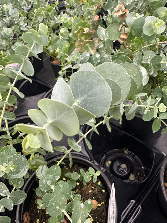 Eucalyptus ‘Baby Blue’