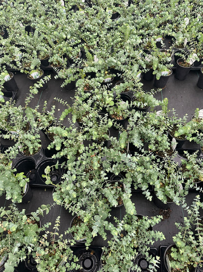 Eucalyptus ‘Baby Blue’