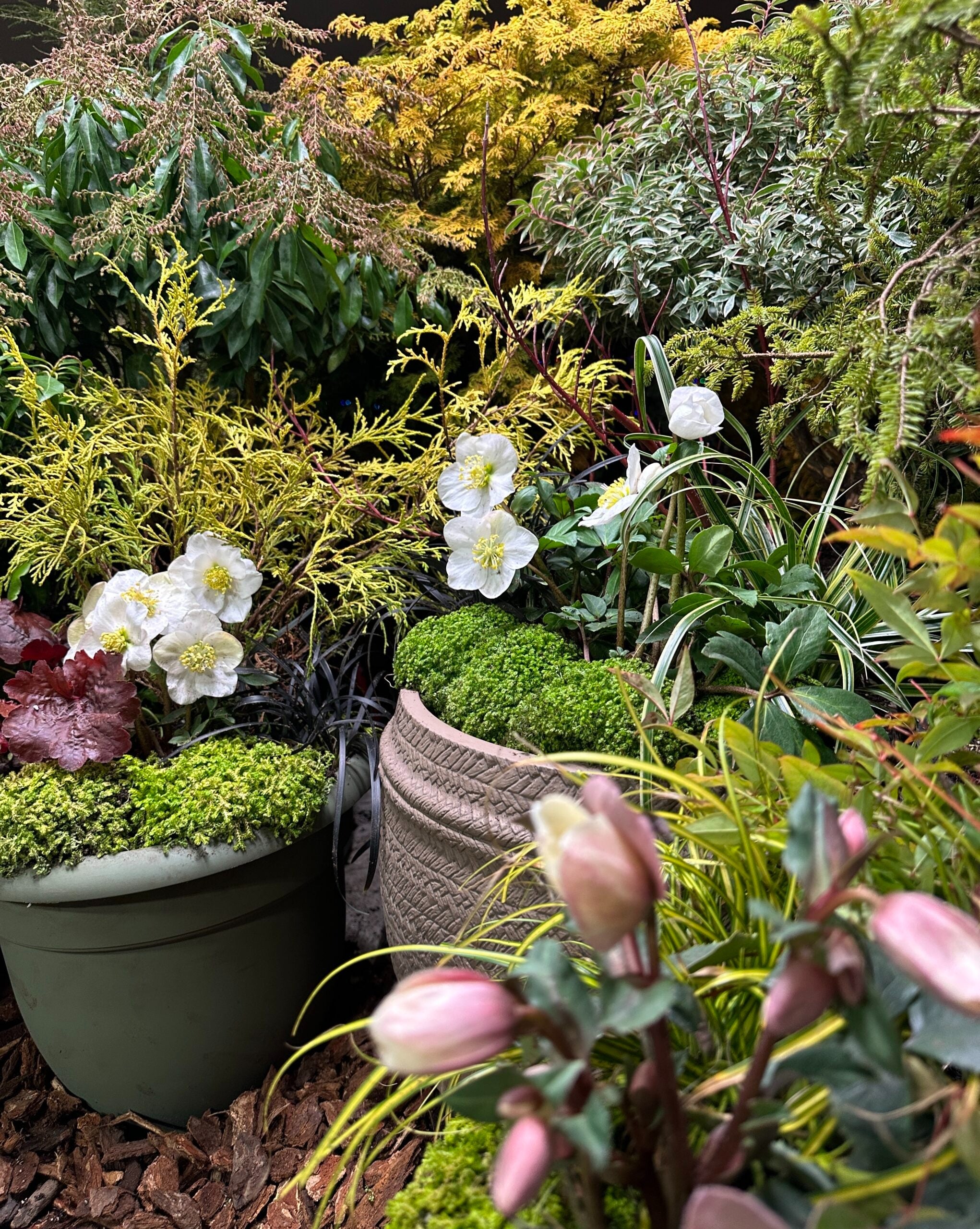 Plants4Home.com | Online Shopping For Plants | Plant Delivery