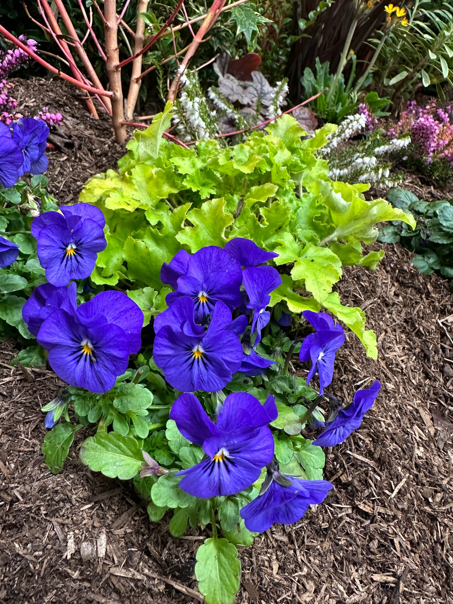 Lime Marmalade Coral Bells