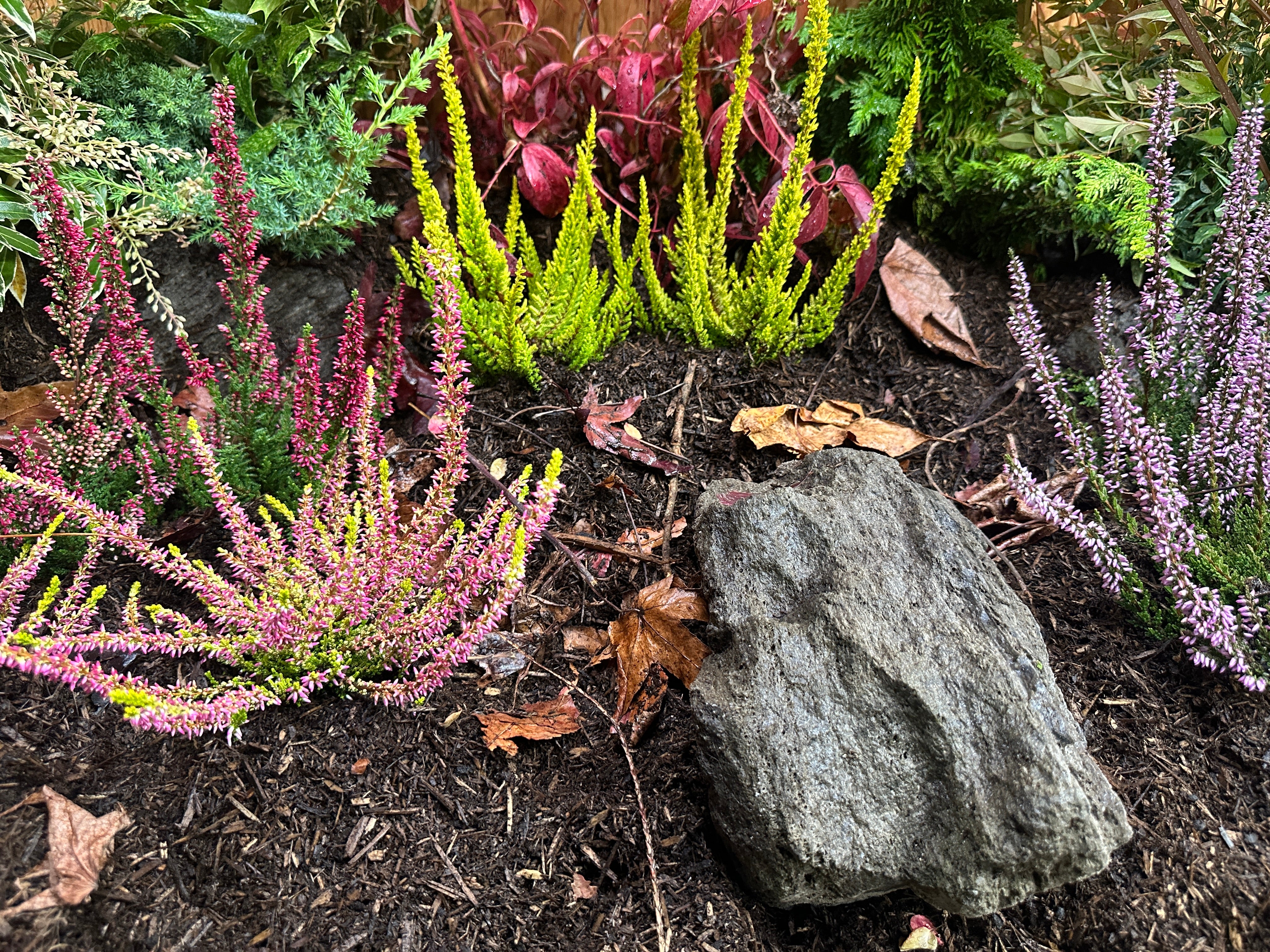 Plants4Home.com | Online Shopping For Plants | Plant Delivery