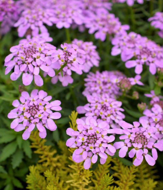 Iberis Mermaid Lavender Candytuft