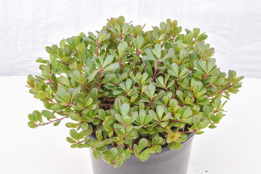 vancouver jade plant Vancouver Jade Kinnikinnick