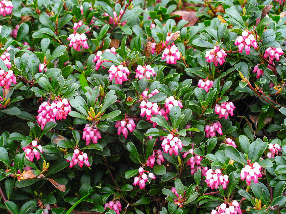 Arctostaphylos uva-ursi ‘Vancouver Jade’ Kinnikinnick Bearberry