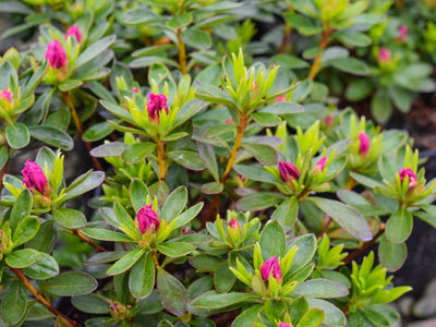 Semi-evergreen Shrubs