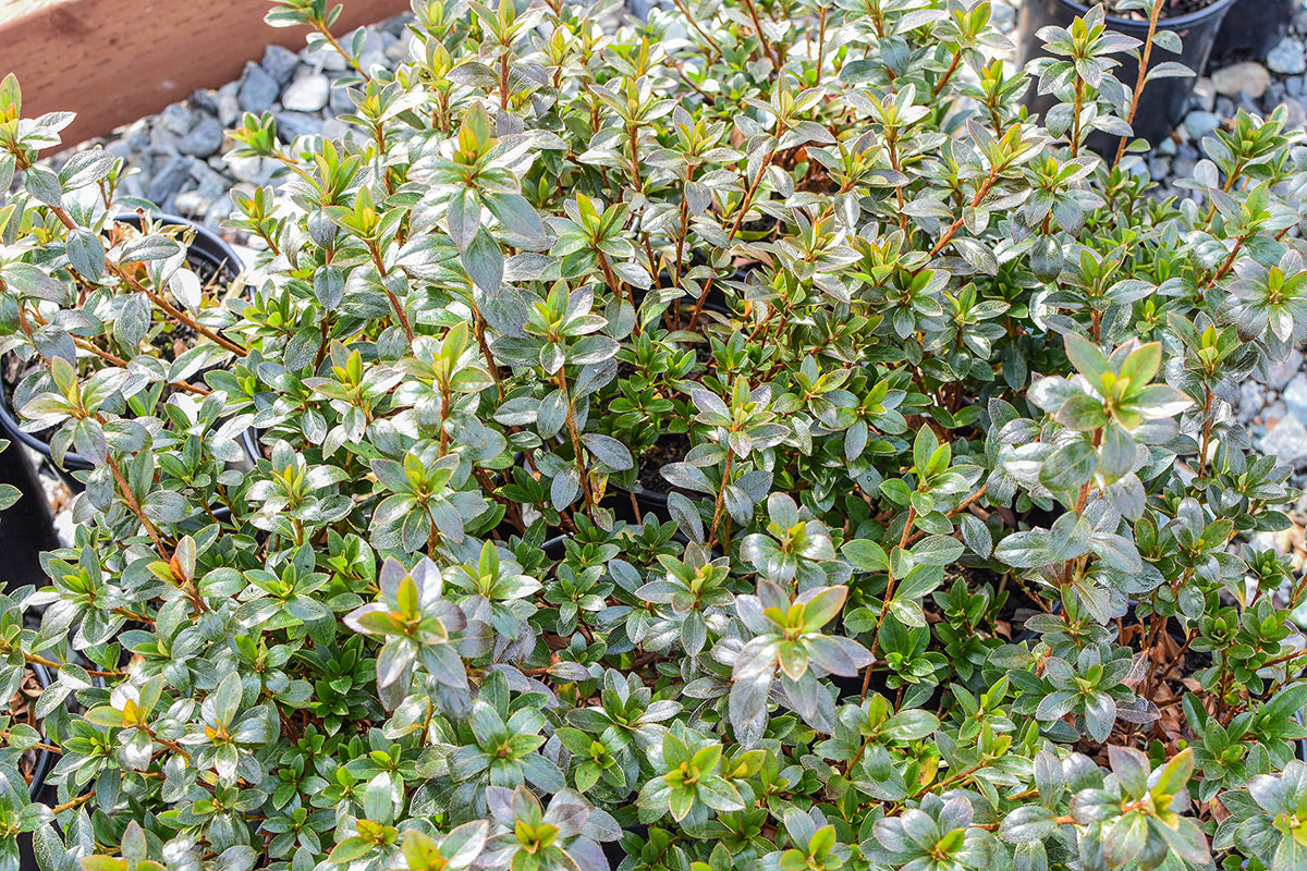 Pink Macrantha Azalea