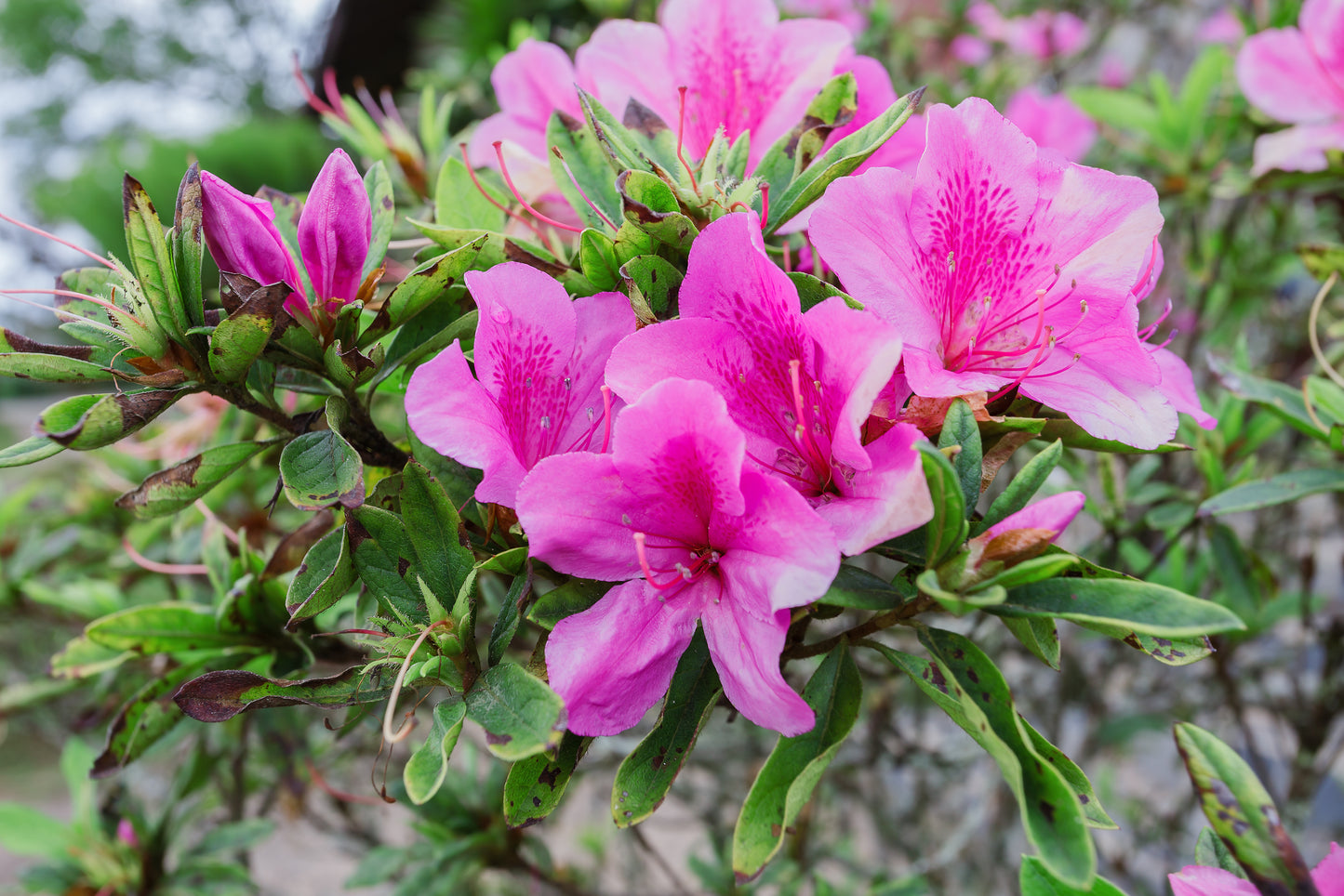 Satasuki Elkin Azalea
