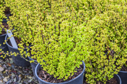 Sunjoy® Gold Pillar Barberry