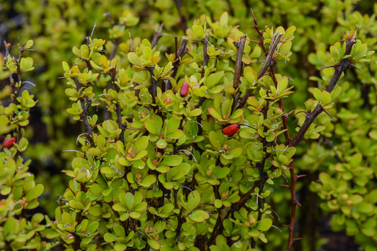 Golden Rocket Barberry