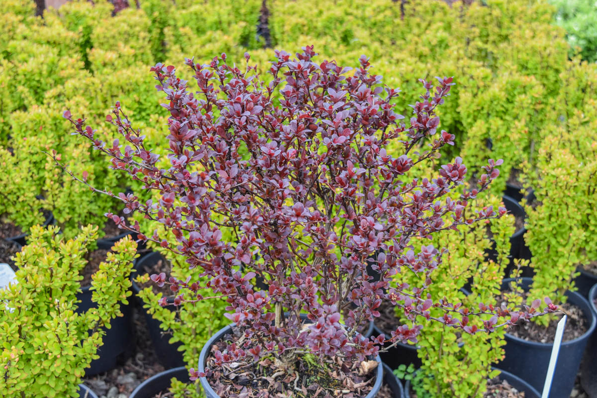 Helmond Pillar Barberry