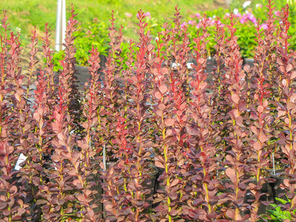 Helmond Pillar Barberry