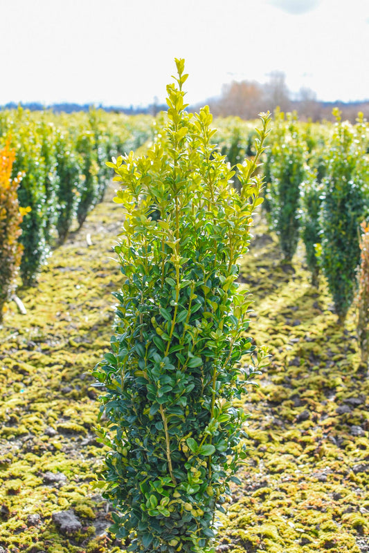 Graham Blandy Boxwood