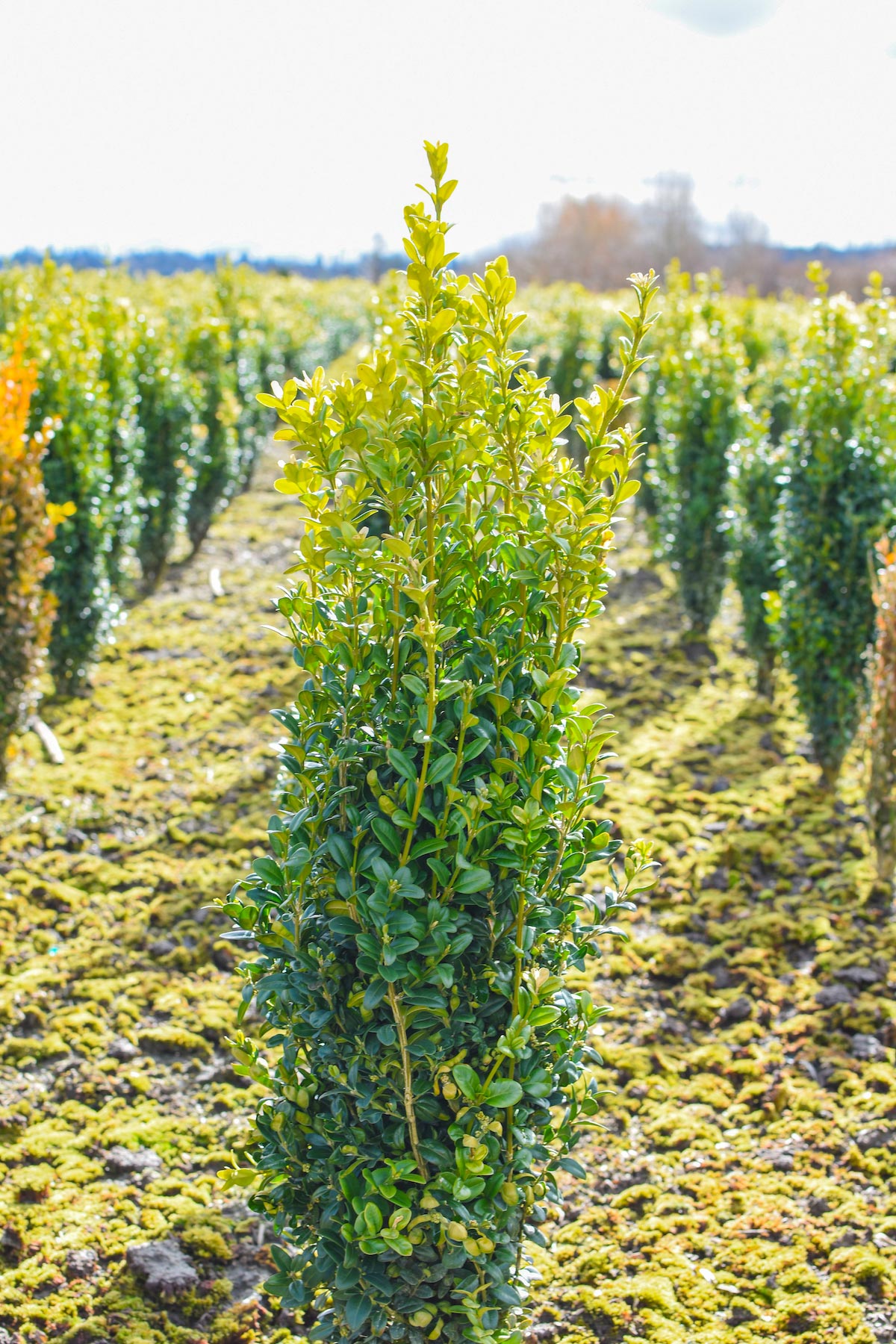 Graham Blandy Boxwood