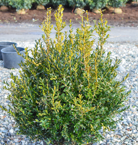 Schmidt Boxwood