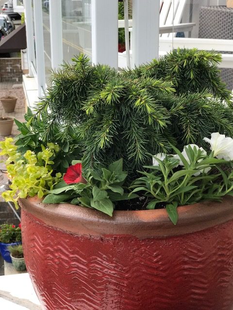 Devinely Blue Deodar Cedar