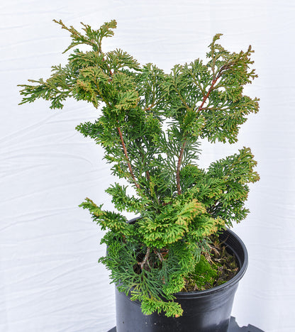 Compact Hinoki Cypress Chamaecyparis obtusa