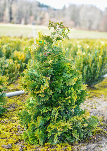 Compact Hinoki Cypress Chamaecyparis obtusa
