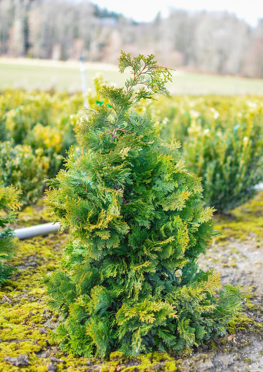Compact Hinoki Cypress Chamaecyparis obtusa