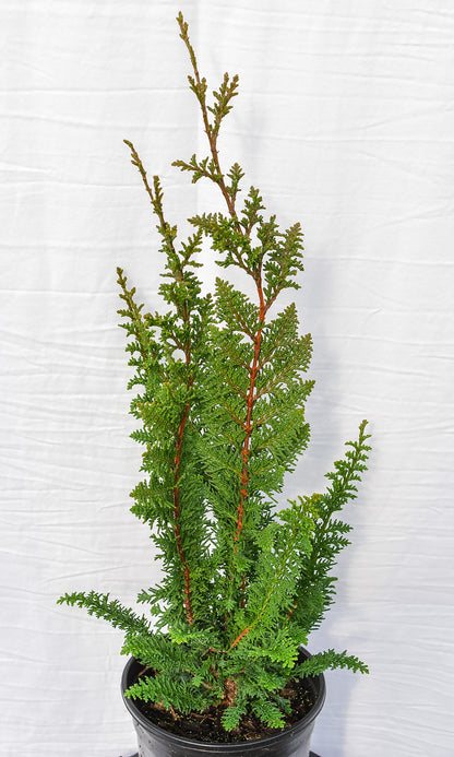 Fernspray False Cypress