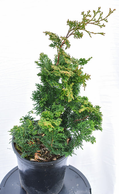 Slender Hinoki False Cypress