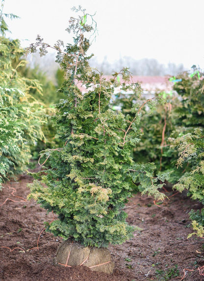 Slender Hinoki False Cypress