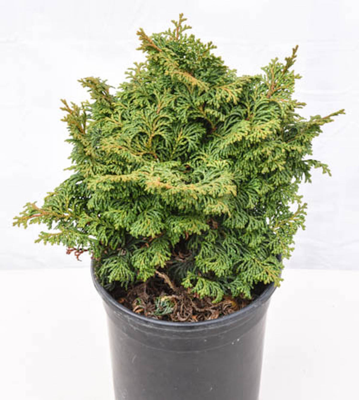 Kosteri Dwarf Hinoki Cypress