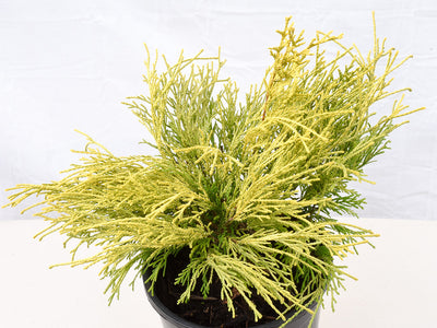 Evergreen Trees