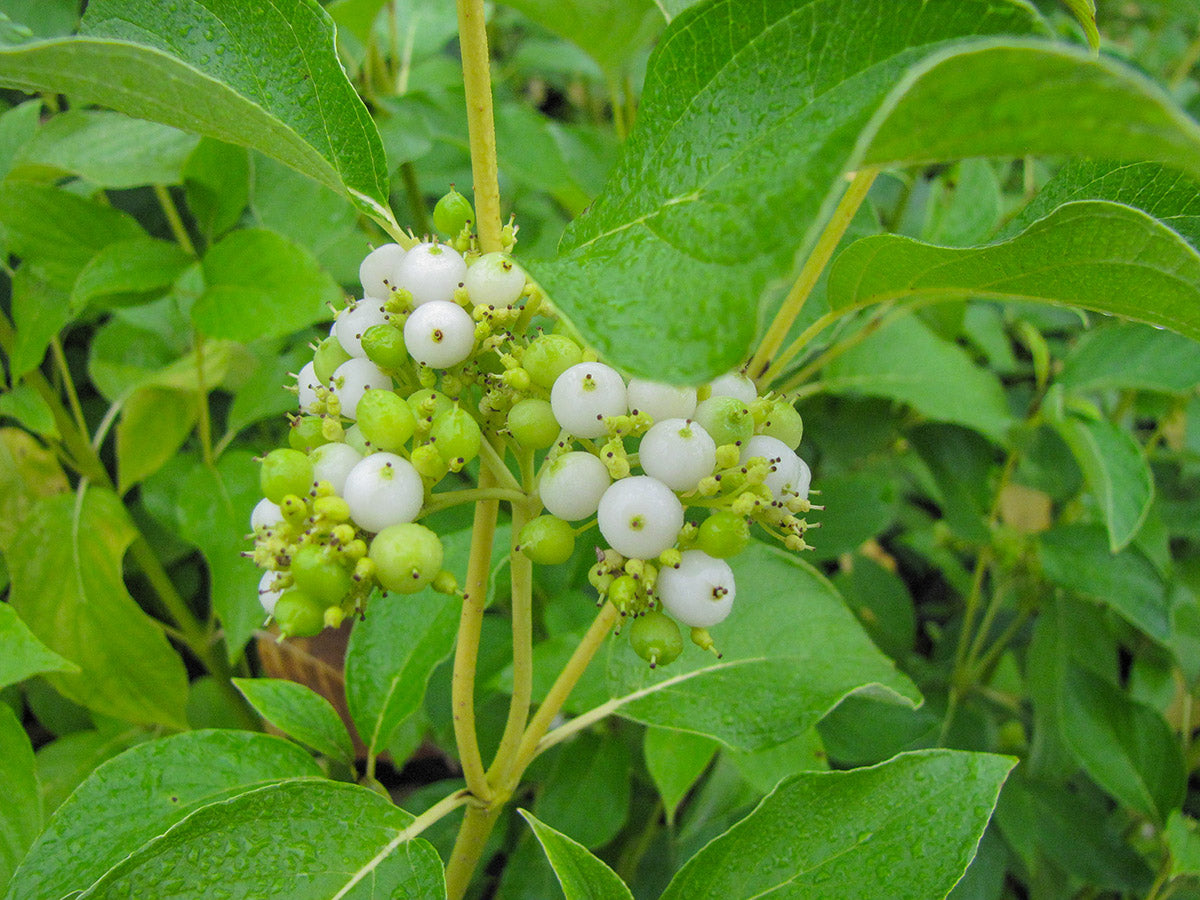 Bud's Yellow Dogwood