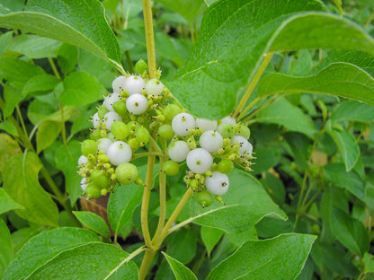 Bud's Yellow Dogwood
