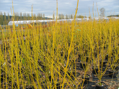Bud's Yellow Dogwood