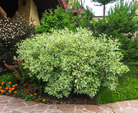 Variegated Red Twig Dogwood 'Cream Edge'