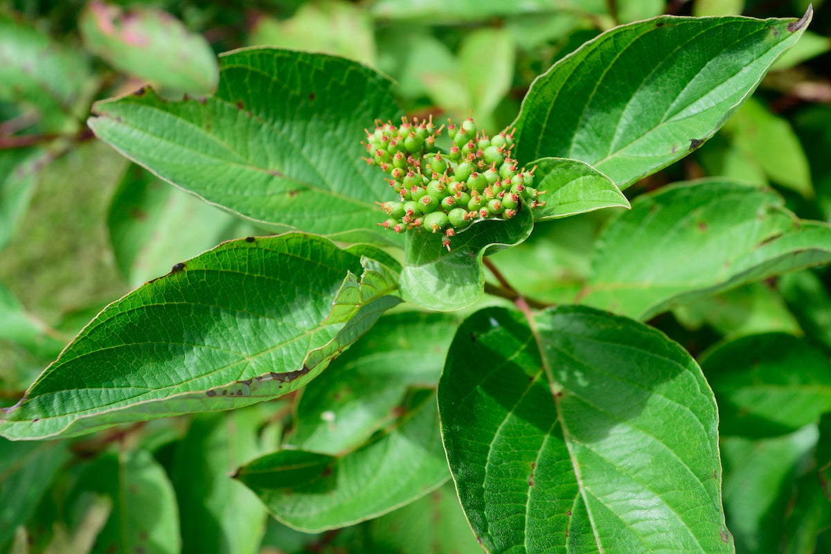 Kelsey's Dwarf Red-Osier Dogwood