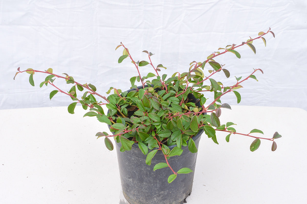 Cotoneaster dammeri  Bearberry