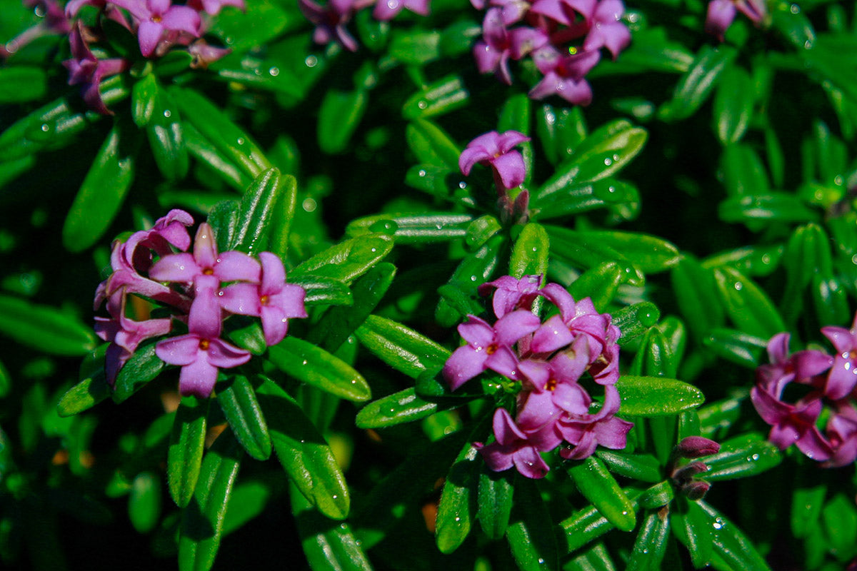 Lawrence Crocker Daphne