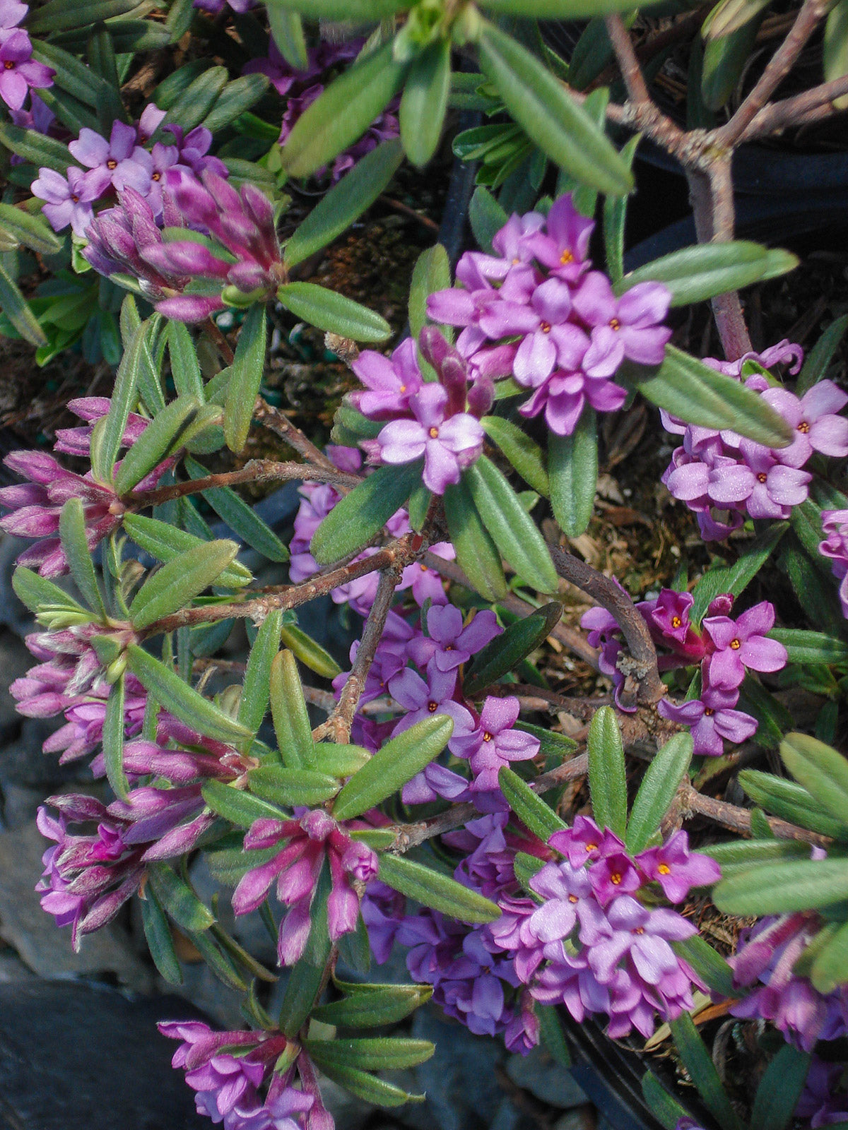 Lawrence Crocker Daphne