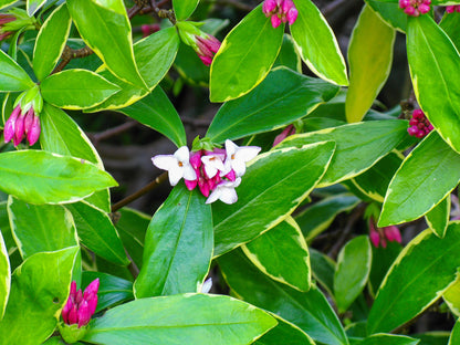 Variegated Winter Daphne