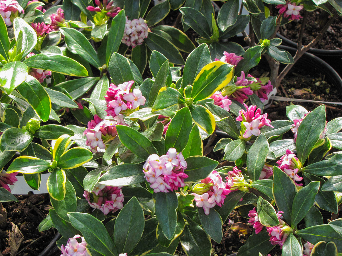 Variegated Winter Daphne