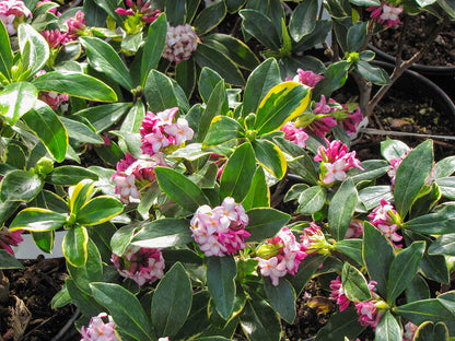 Variegated Winter Daphne