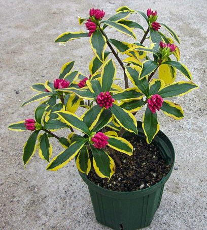 Variegated Winter Daphne 'Maejima' Shrub