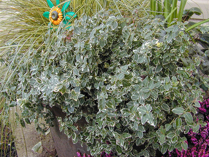 Euonymus fortunei 'Emerald Gaiety' Silver Variegated Winter Creeper