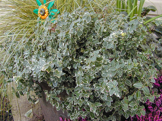 Euonymus fortunei 'Emerald Gaiety' Silver Variegated Winter Creeper