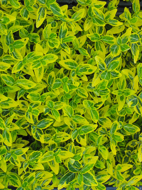 'Emerald 'n Gold' Variegated Winter Creeper