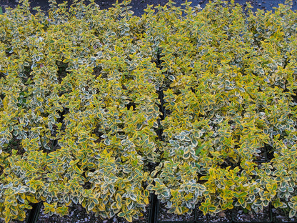 'Emerald 'n Gold' Variegated Winter Creeper