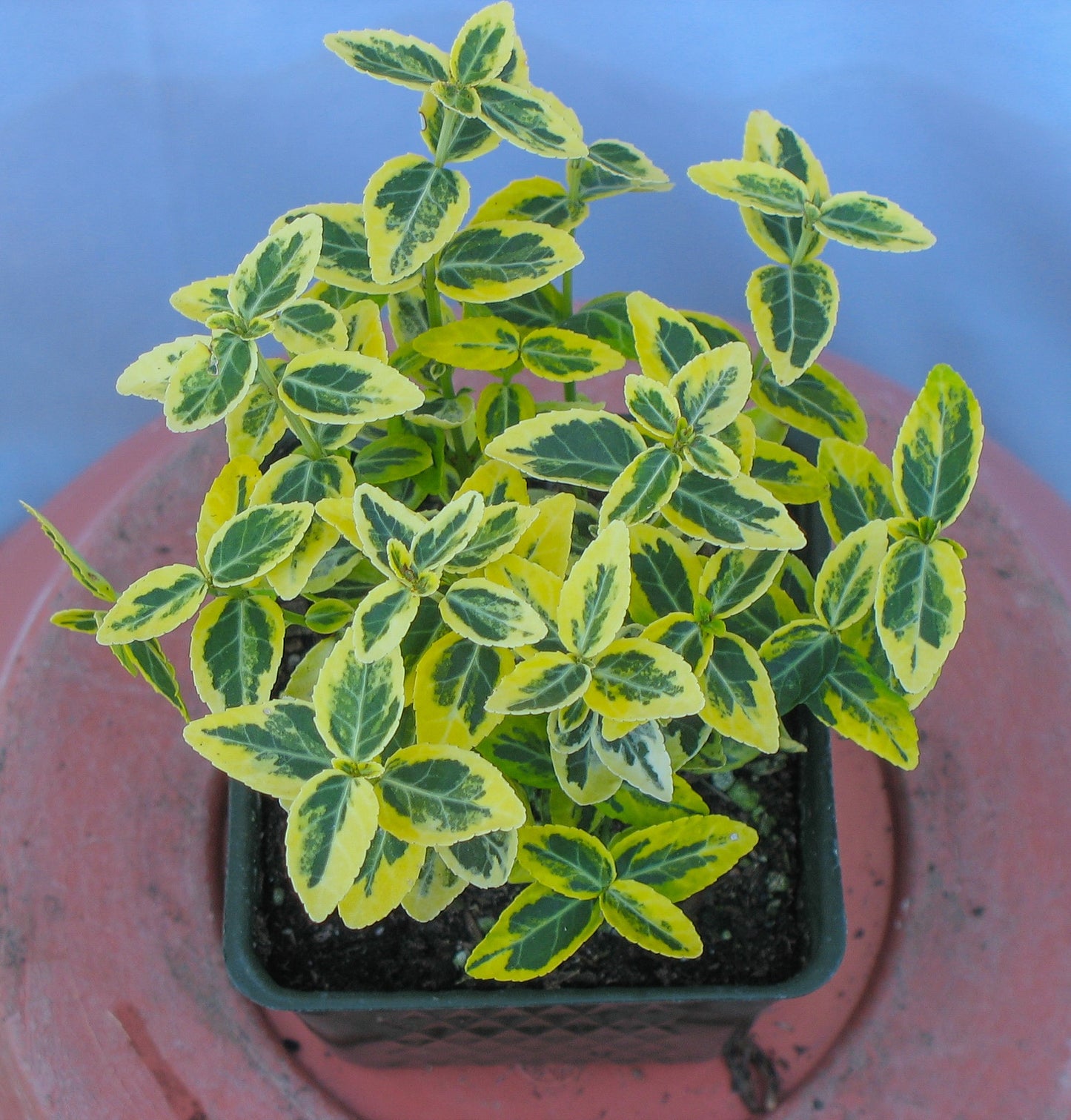 'Emerald 'n Gold' Variegated Winter Creeper
